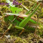 Gampsocleis Sedakovii Obscura