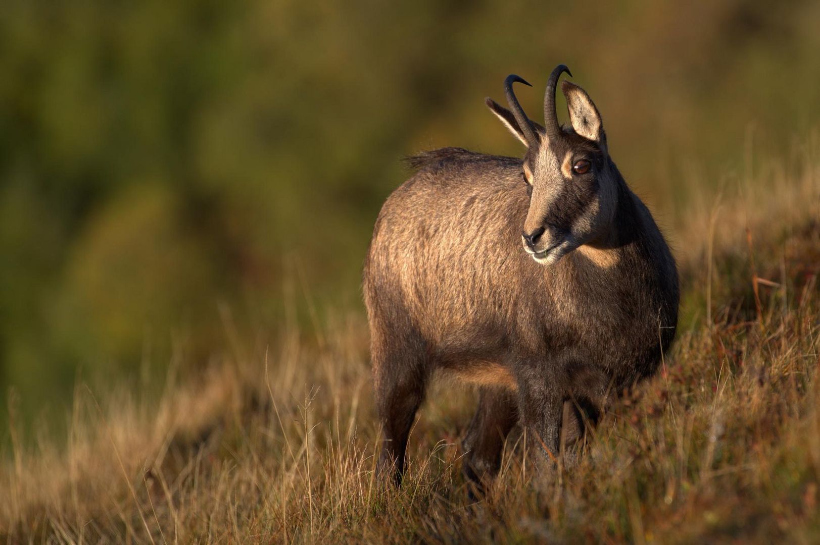 Gams Foto &amp; Bild | europe, france, tiere Bilder auf fotocommunity