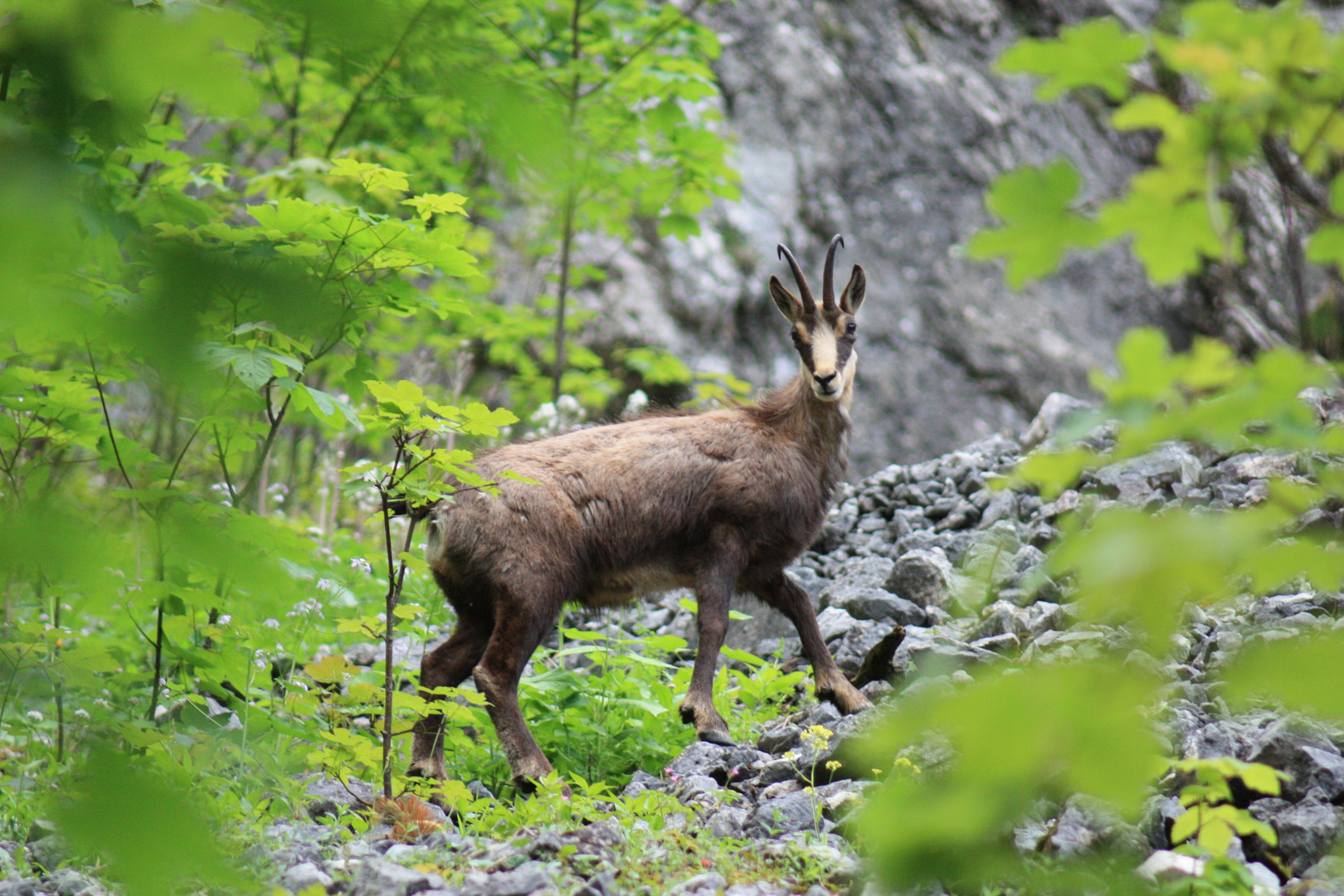 Gams Foto &amp; Bild | tiere, wildlife, natur Bilder auf fotocommunity