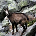 Gams am frühen Morgen [Riederhorn, Wallis - Schweiz]