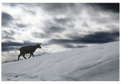 Gams am Nebelhorn