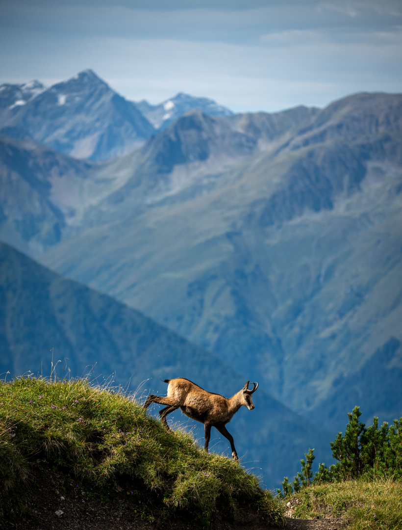 Gams an der Seefelder Spitze