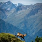 Gams an der Seefelder Spitze