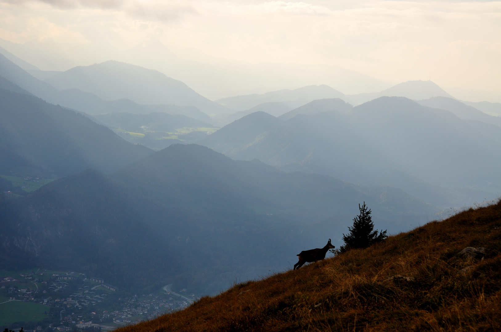 Gams auf dem Schafsberg bei Gewitterstimmung