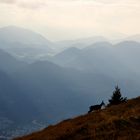 Gams auf dem Schafsberg bei Gewitterstimmung