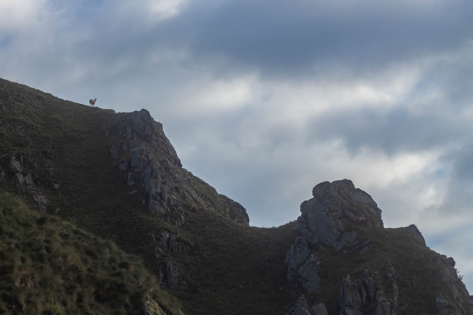 Gams auf einem Felsen