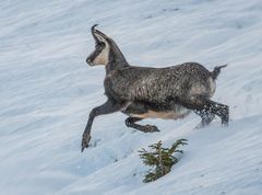 Gams auf Flucht