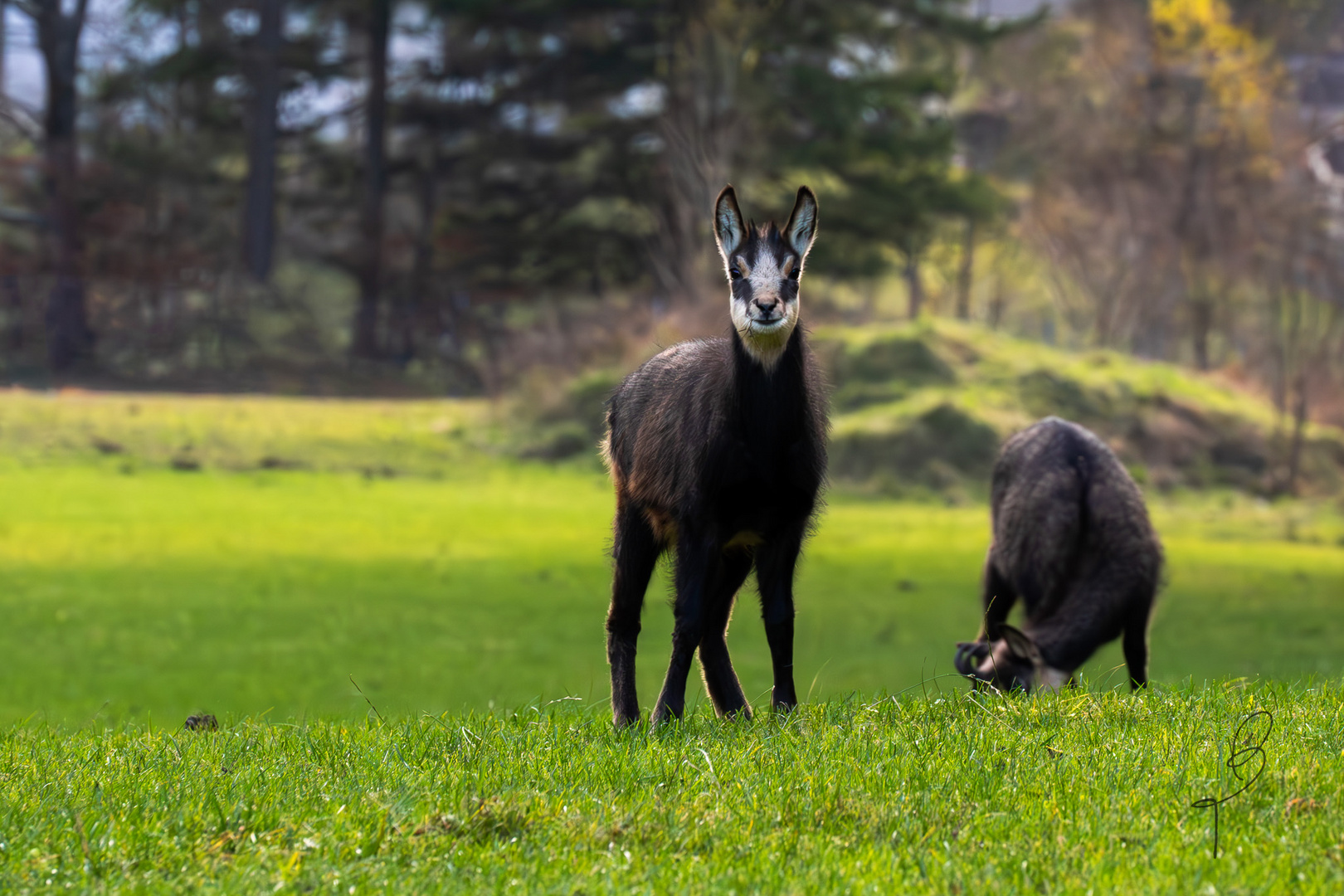 Gams auf Wiese