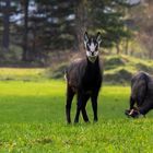 Gams auf Wiese