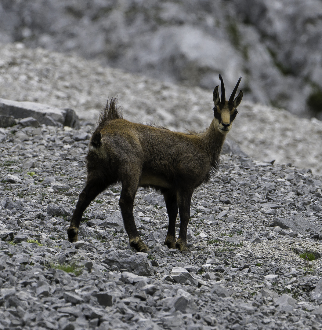 Gams Foto &amp; Bild | natur, tiere, wildlife Bilder auf fotocommunity