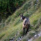 Gams bei der Äsung