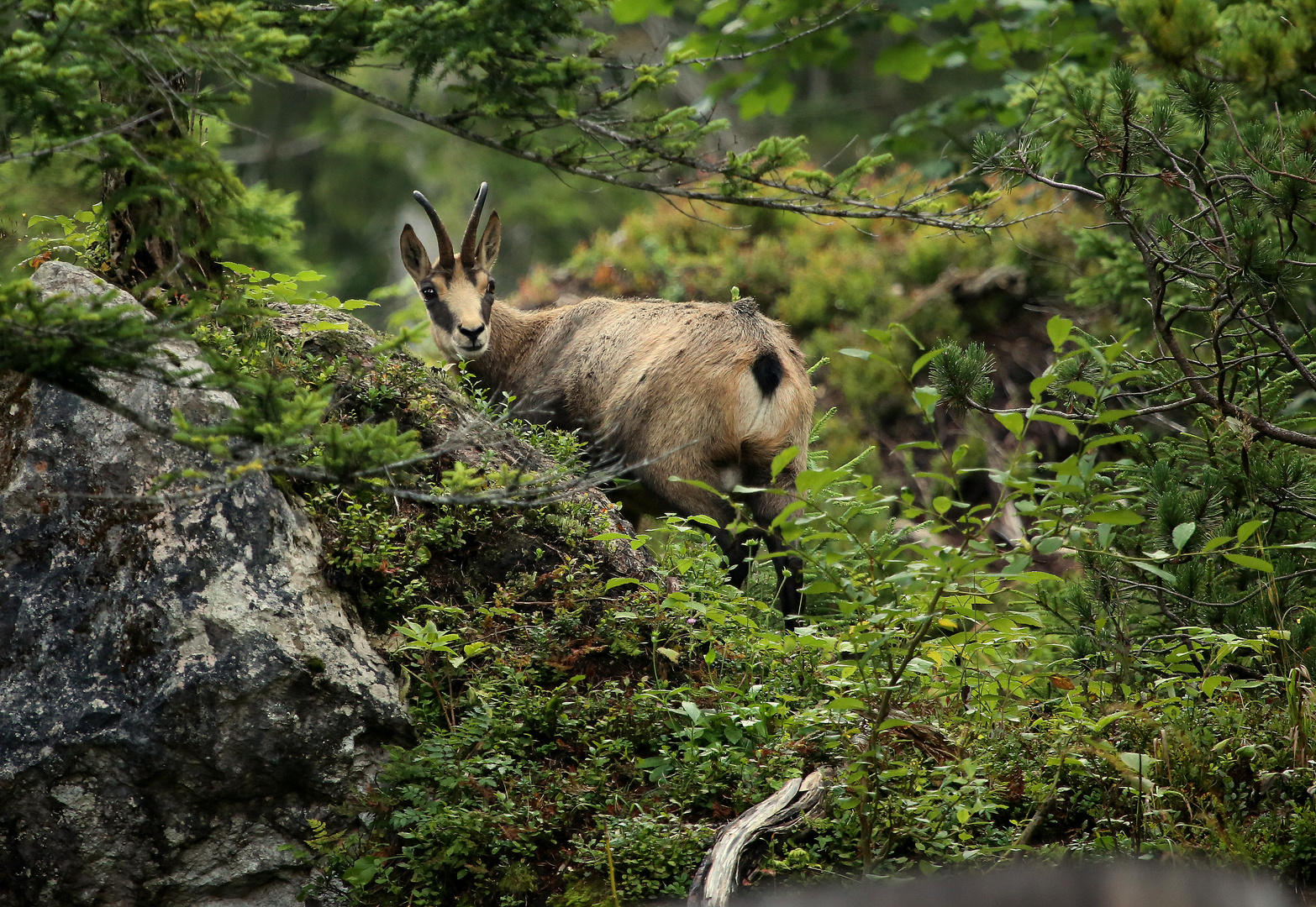 Gams Foto &amp; Bild | tiere, wildlife, säugetiere Bilder auf fotocommunity