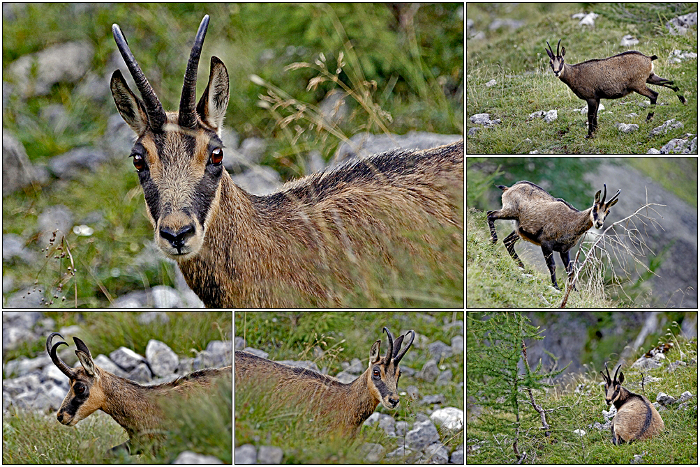 Gams-Erinnerung an einem Glückstag in den Bergen