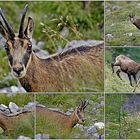 Gams-Erinnerung an einem Glückstag in den Bergen