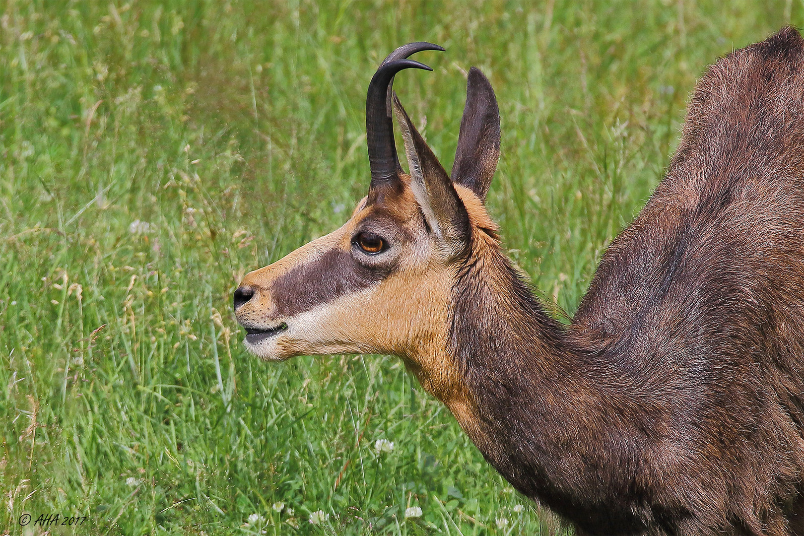 Gams Foto &amp; Bild | tiere, zoo, wildpark &amp; falknerei, säugetiere Bilder ...