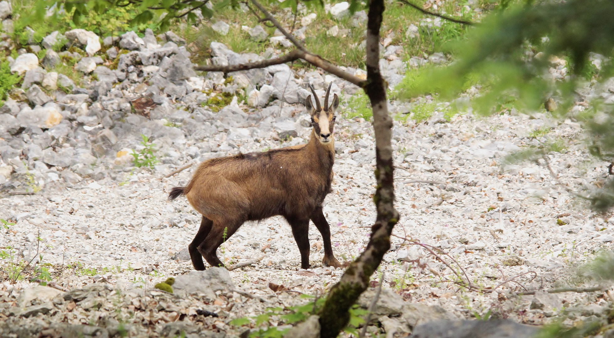 Gams im nördlichen Jura 