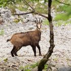 Gams im nördlichen Jura 