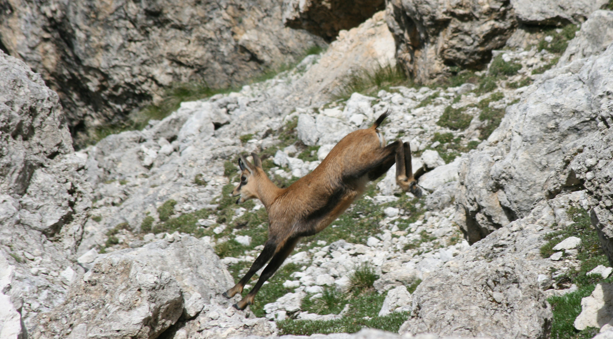 Gams im Rosengarten