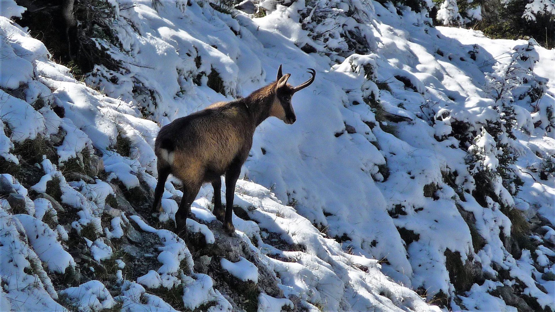 Gams im Schnee