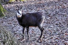 Gams im Tierpark Lange Erlen - Basel / Schweiz