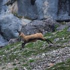 Gams im Wettersteingebirge