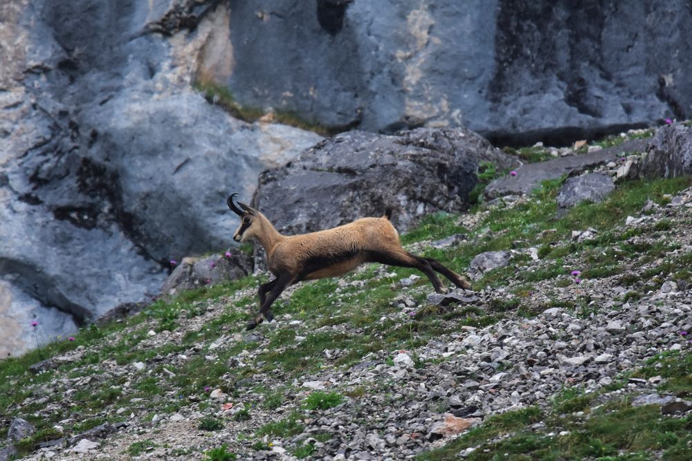 Gams im Wettersteingebirge Foto &amp; Bild | natur, berge, tiere Bilder auf ...