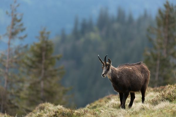 Gams in den Vogesen (2)