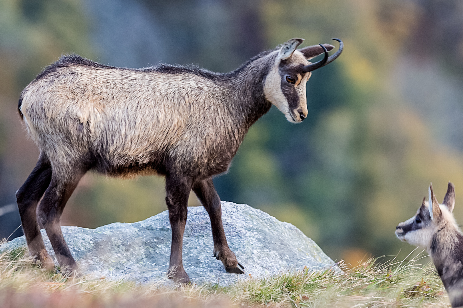 Gams mit Jungem Foto & Bild | tiere, wildlife, säugetiere Bilder auf