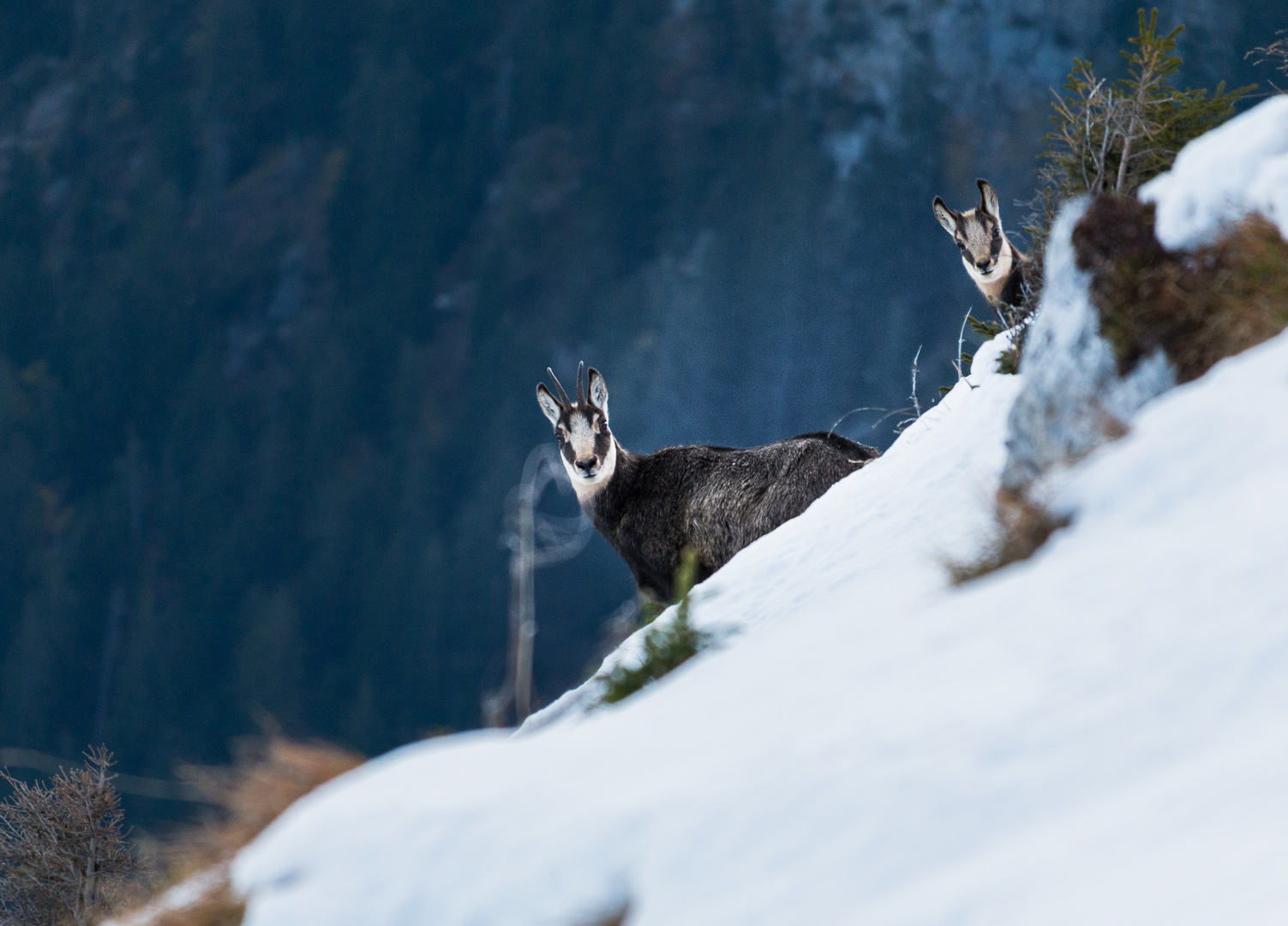 Gams mit Kitz neugierig