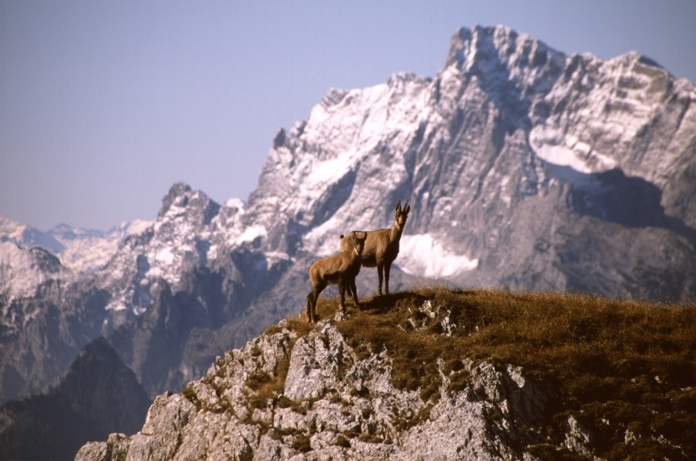 Gams vorm Hochkalter