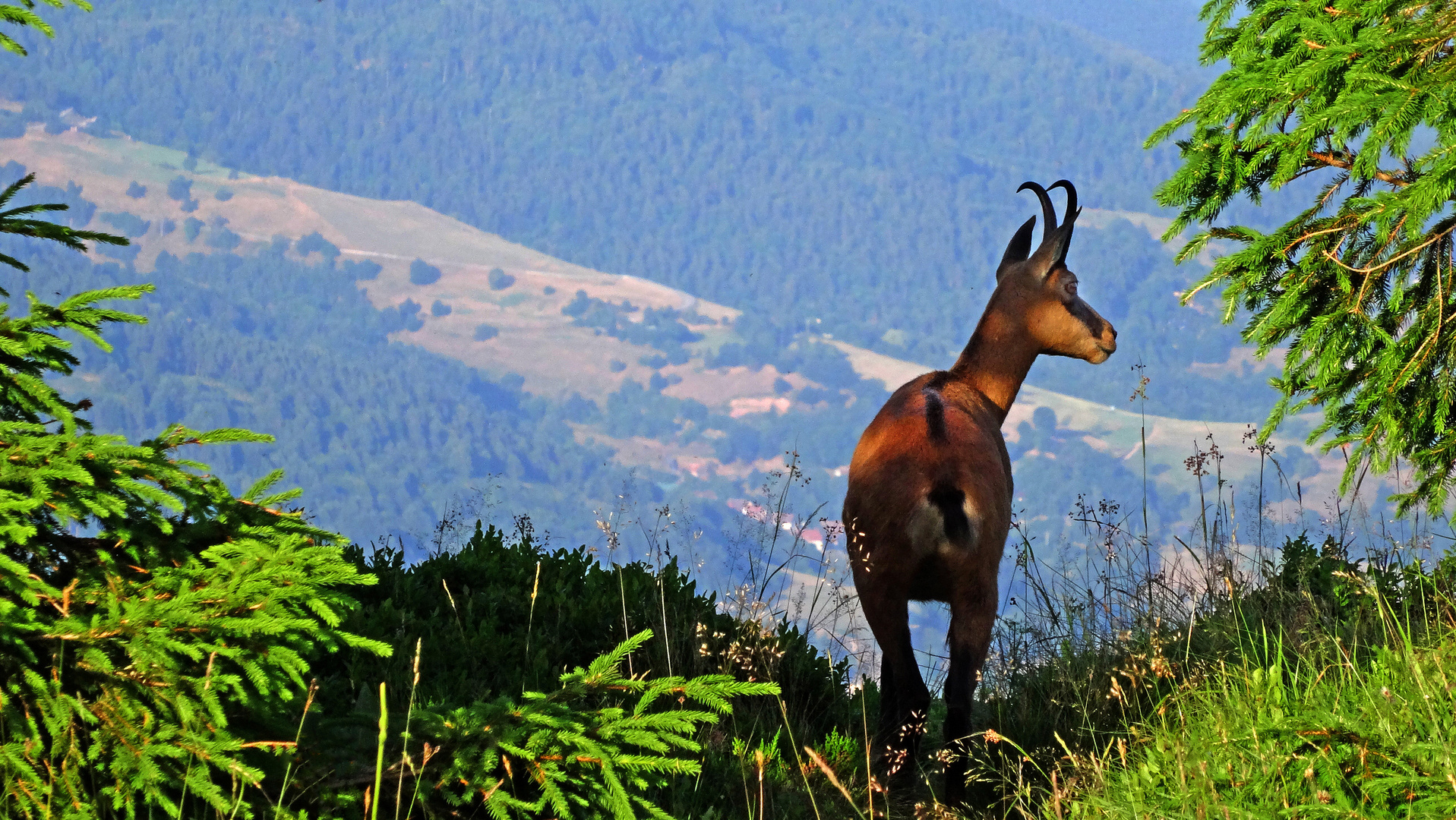 Gamsausblick