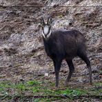 Gamsbock auf Futtersuche...