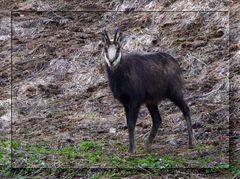 Gamsbock auf Futtersuche...