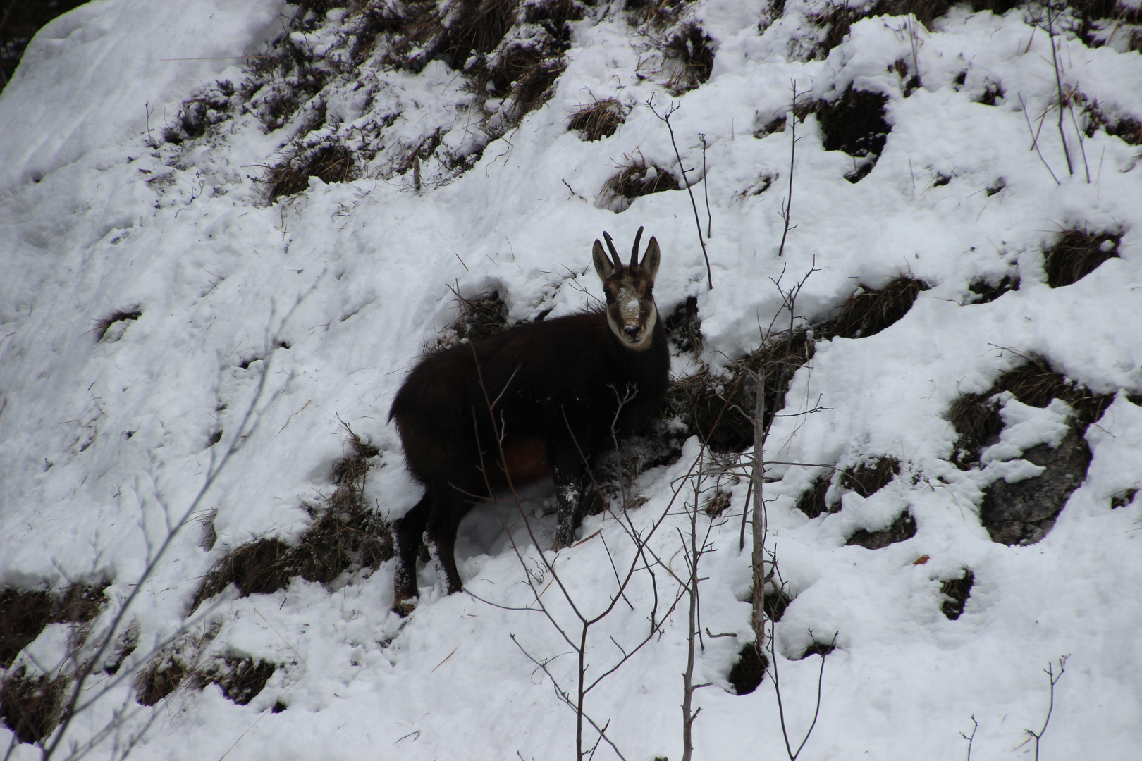 Gamsbock bei der Futtersuche