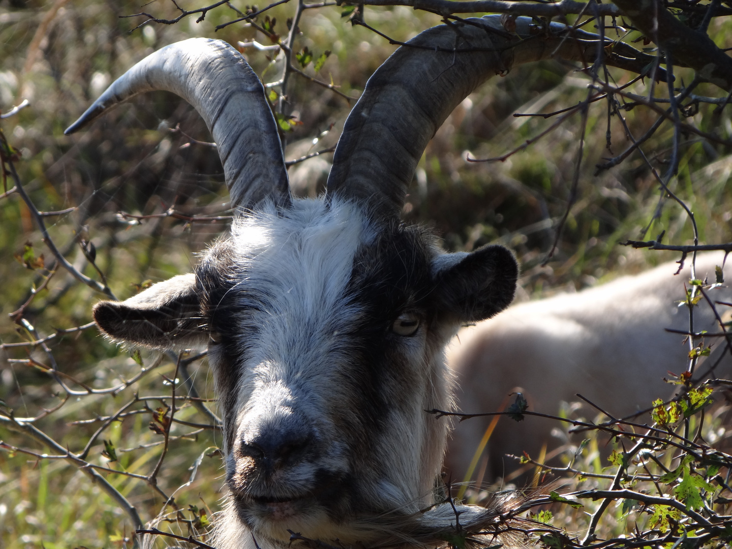 Gamsbock im Gebüsch