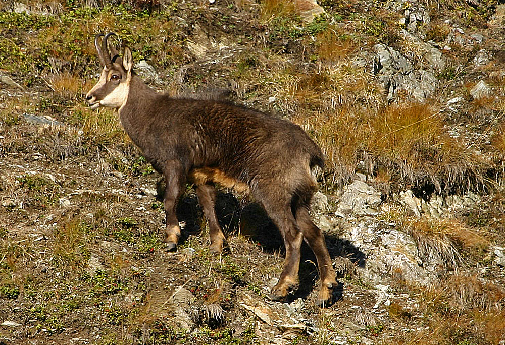 Gamsbock im November