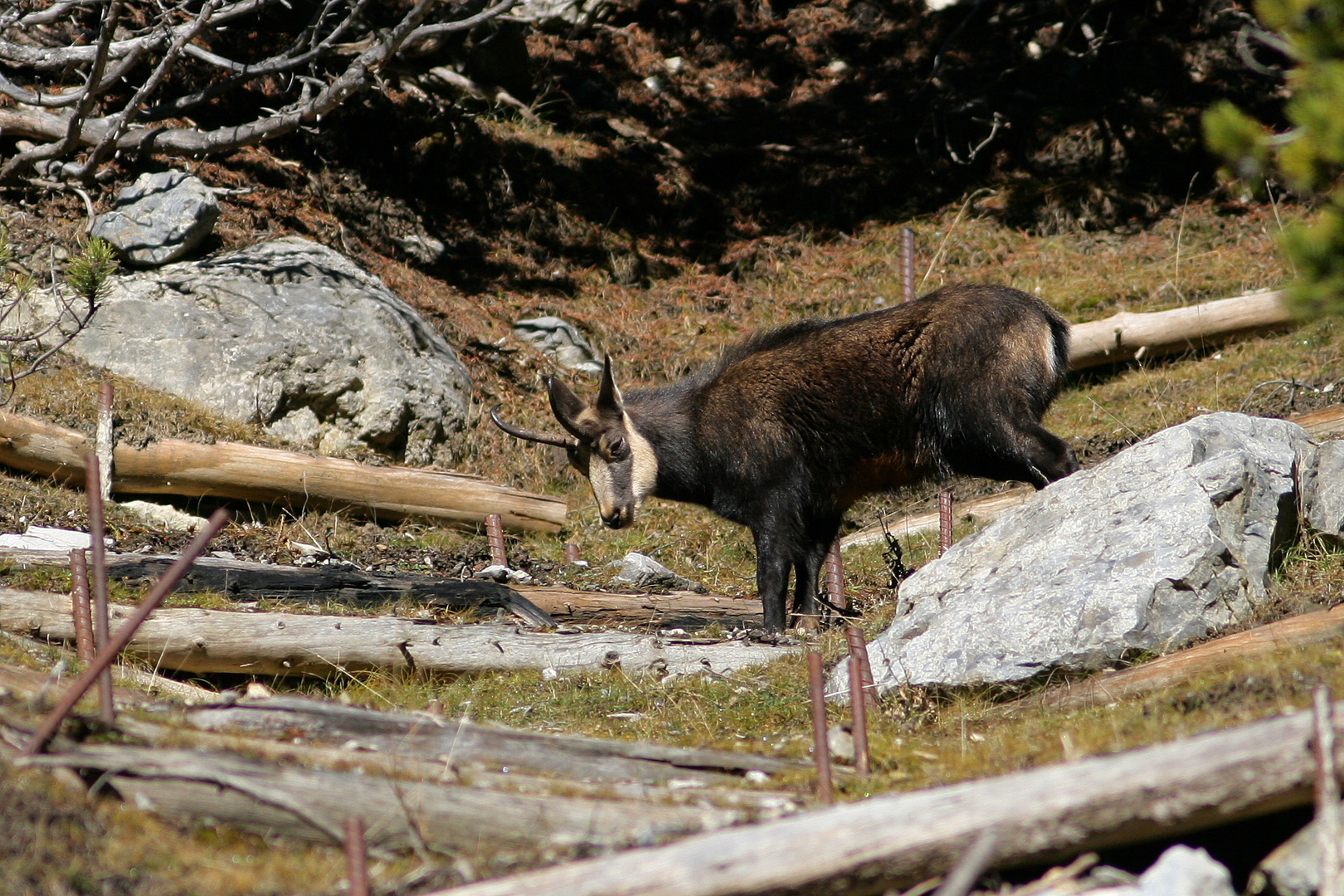 Gamsbock im Schweizer Nationalpark