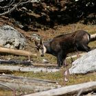 Gamsbock im Schweizer Nationalpark