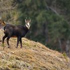 Gamsbock im Wind und Regen