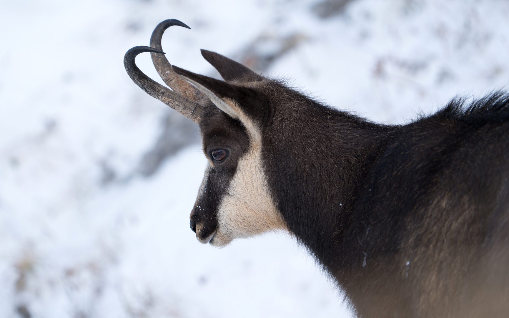 Gamsbock mit Ruhepuls