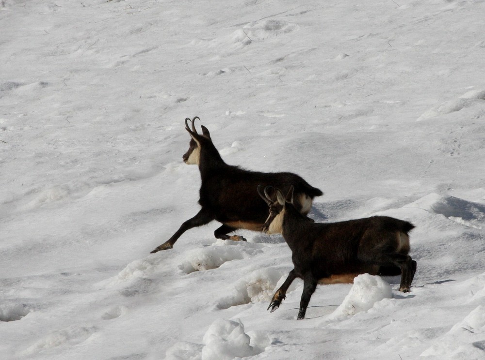 Gamsböcke im Schnee