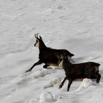 Gamsböcke im Schnee