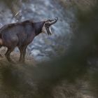 Gamsbrunft im Gebirge