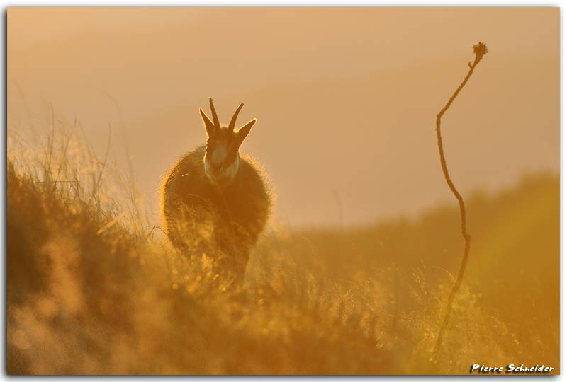 Gamse-Chamois