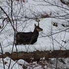 Gamsgeiß im Schnee