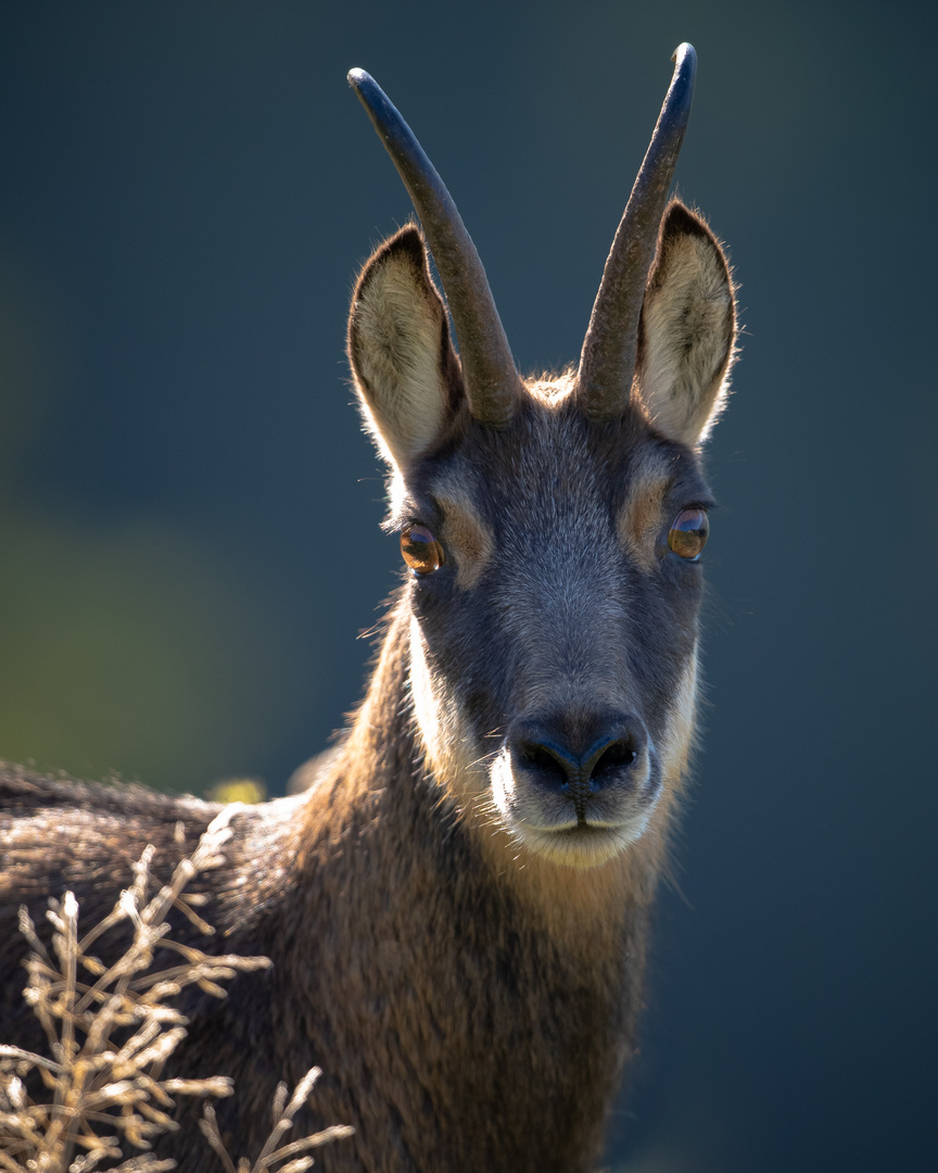 Gamsportrait