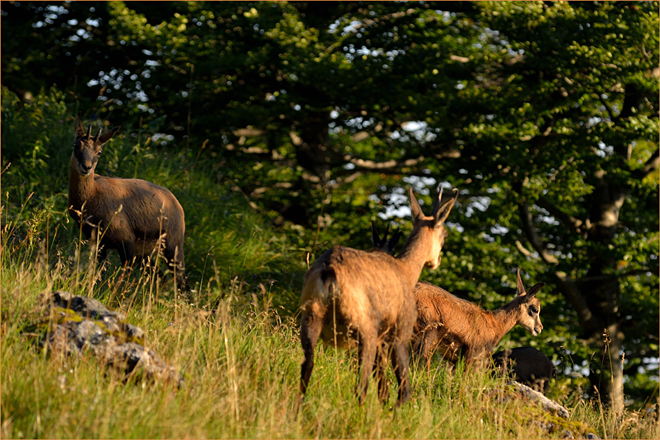 Gamsrudel in der Morgensonne