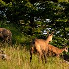 Gamsrudel in der Morgensonne