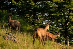 Gamsrudel in der Morgensonne