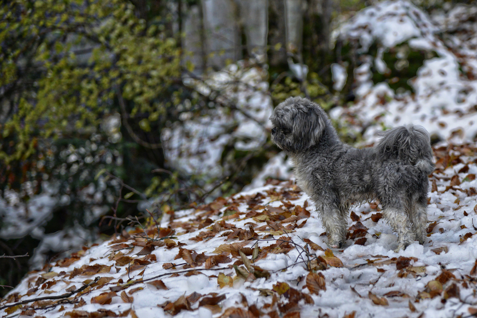 Gamss dans un décor moitié automne et hiver